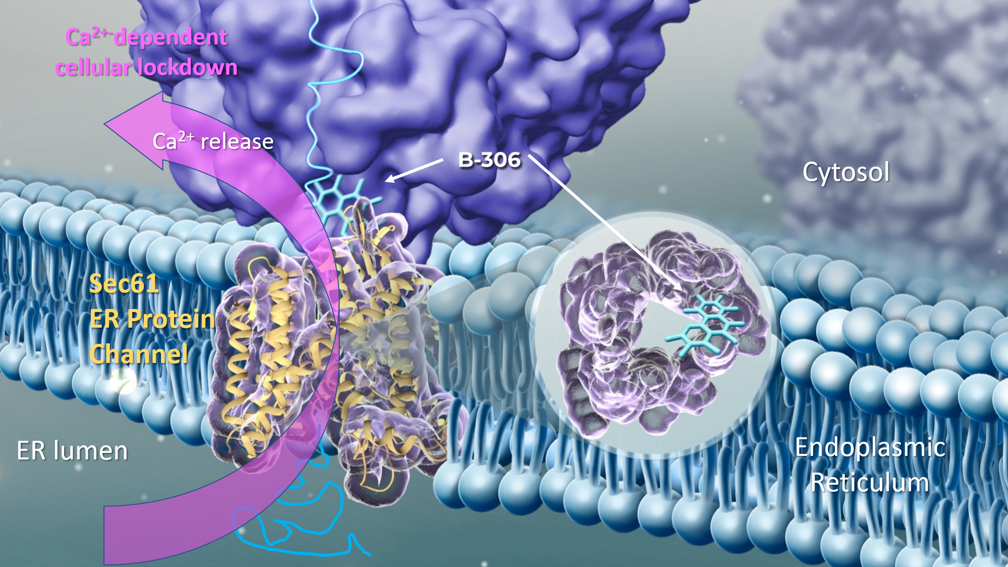 Zu sehen ist eine zeichnerische Darstellung der ER-Membran mit Sec61 Kanal, an den das B-306 Molekül bindet. Ein pinker Pfeil verdeutlicht den Calcium-Ausstrom ins Cytosol.