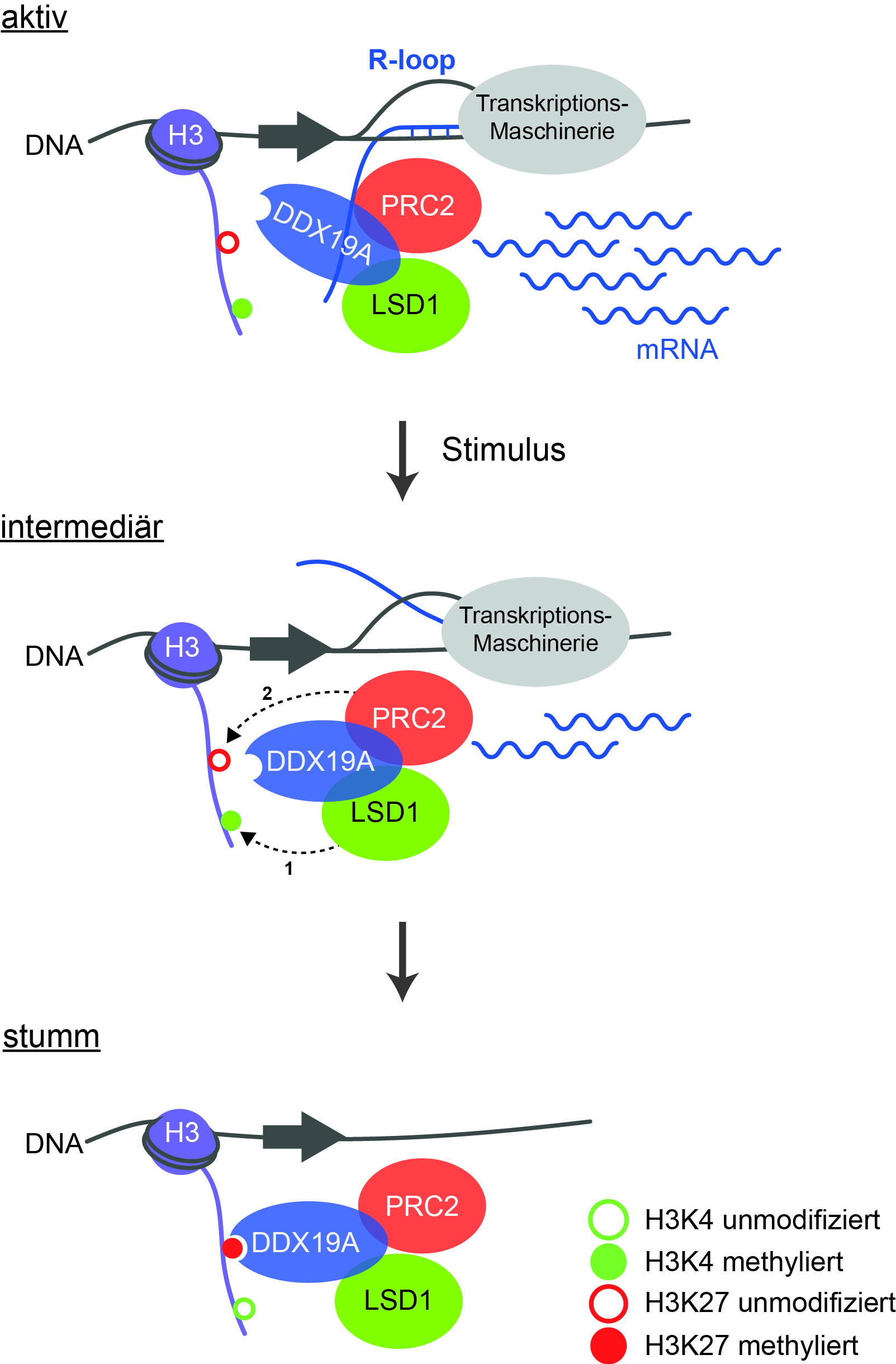 Schematische Darstellung der verschiedenen Stadien der Genexpression. Nukleinsäurestränge sind durch farbige Linien, Proteine durch farbige Ellipsen und die Methylierung durch kleine Kreise dargestellt.