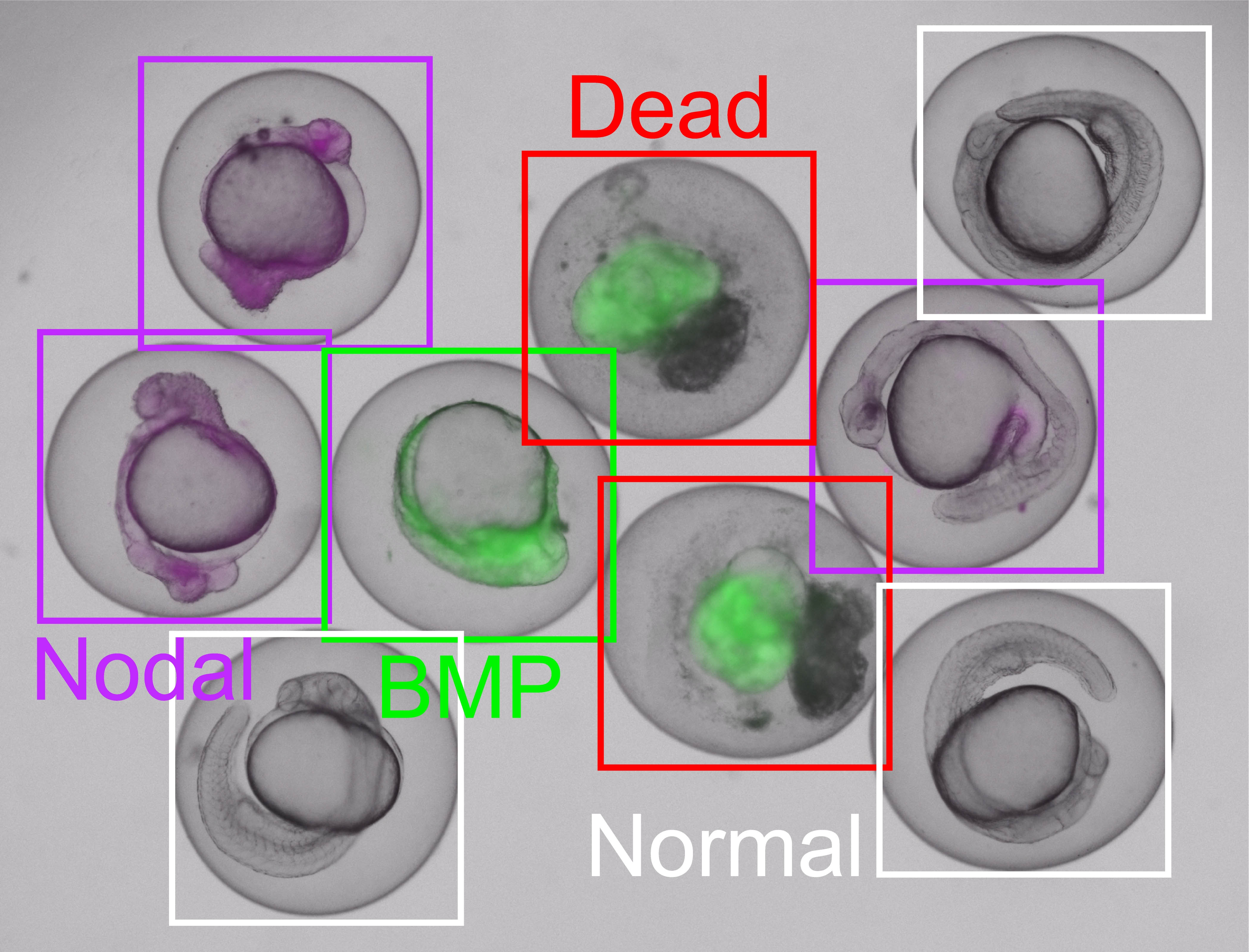 Nine zebrafish embryos are shown in which various signalling pathways are disrupted. The zebrafish embryos are marked in different colours with frames - white for ‘normal’, in which the embryo lies around the yolk. Red for ‘dead’, green for &#039;BMP&#039;, and purple for ‘nodal’. Five of the embryos contain a dye.