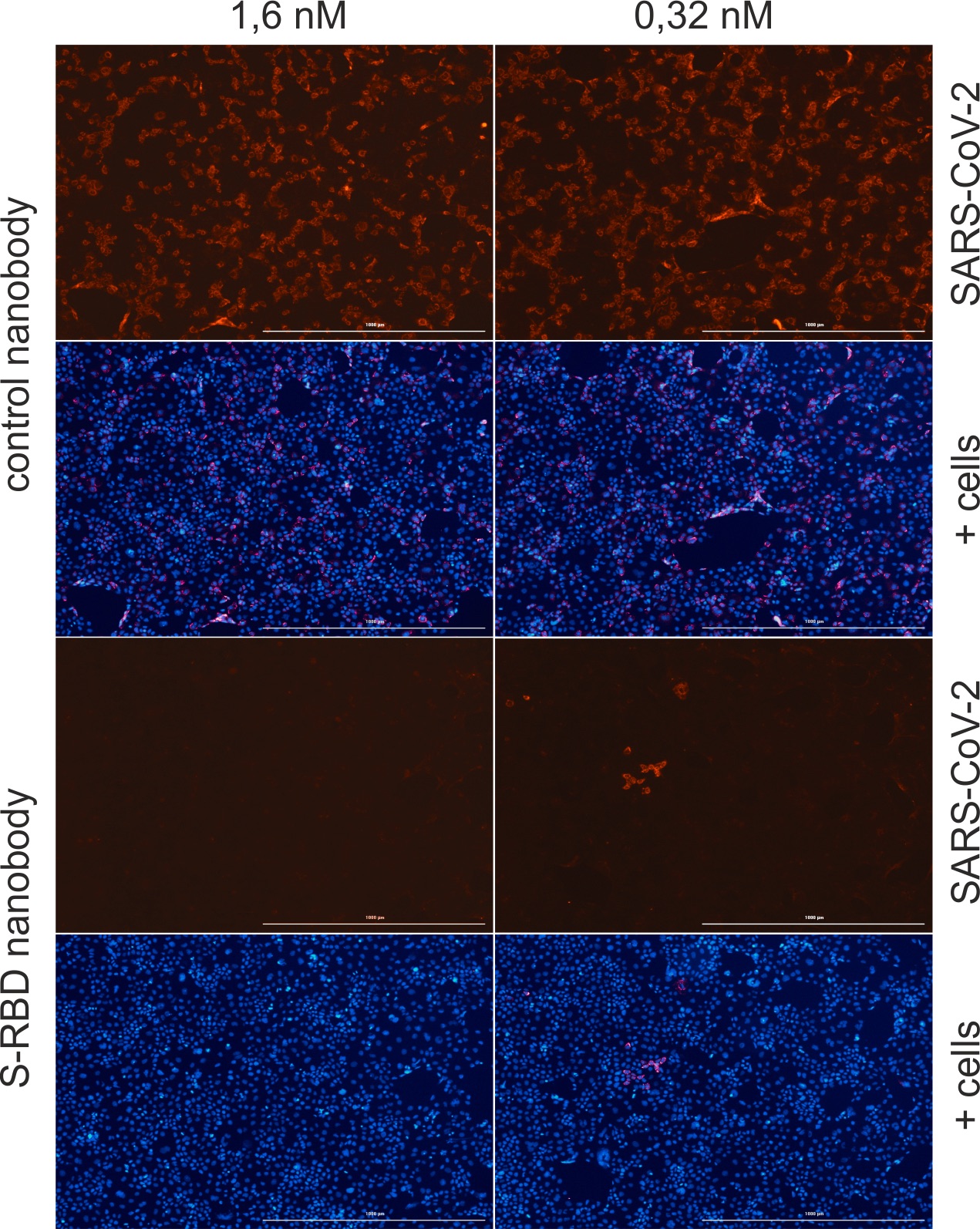 Fluorescence microscopy sections of differently stained human epithelial cells arranged side by side in two columns. The top row shows red stained cells, as the virus was able to enter, the row below shows the corresponding blue cell nuclei. The third row shows unstained cells because the virus was prevented by the nanobody from entering. The fourth row shows the corresponding cell nuclei.
