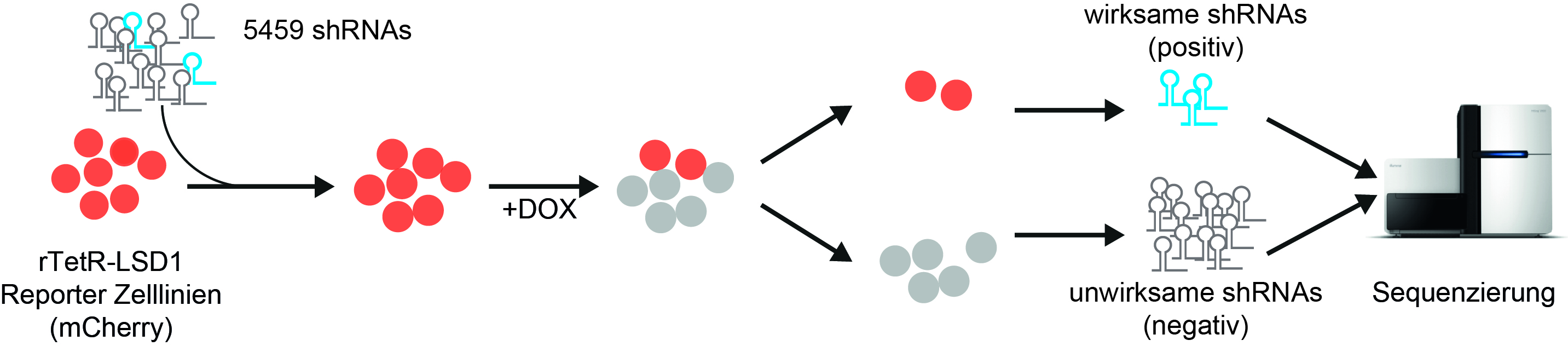 Schematische Darstellung der Arbeitsschritte bei der CHECS Methode. Zellen sind als Kreise in rot oder grau dargestellt, wirksame shRNA als türkise Haarnadel, unwirksame in grauer Farbe.