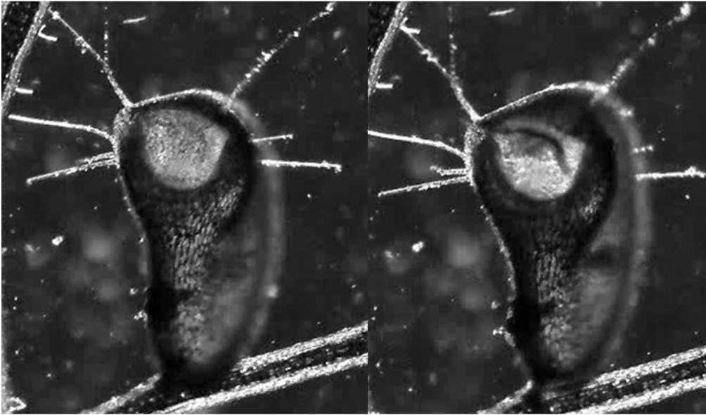 The image shows bubbles from a bladderwort side by side in a microscope image. In the image on the right, the membrane has a small slit as an opening.