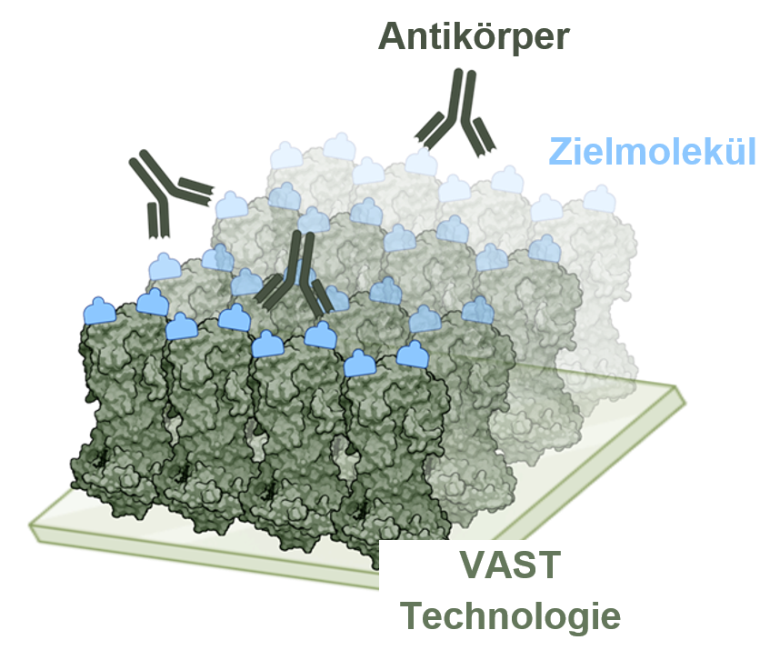 Alt-Text: Viele graue Oberflächenproteine, auf denen die Zielmoleküle als blaue Kappen sitzen und drei dunkelgrüne Antikörper, die dort andocken.