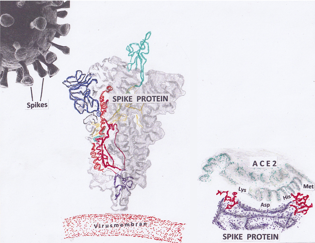 Die Spikes des Coronavirus, das Spike-Protein und seine Bindung an den menschlichen Rezeptor.