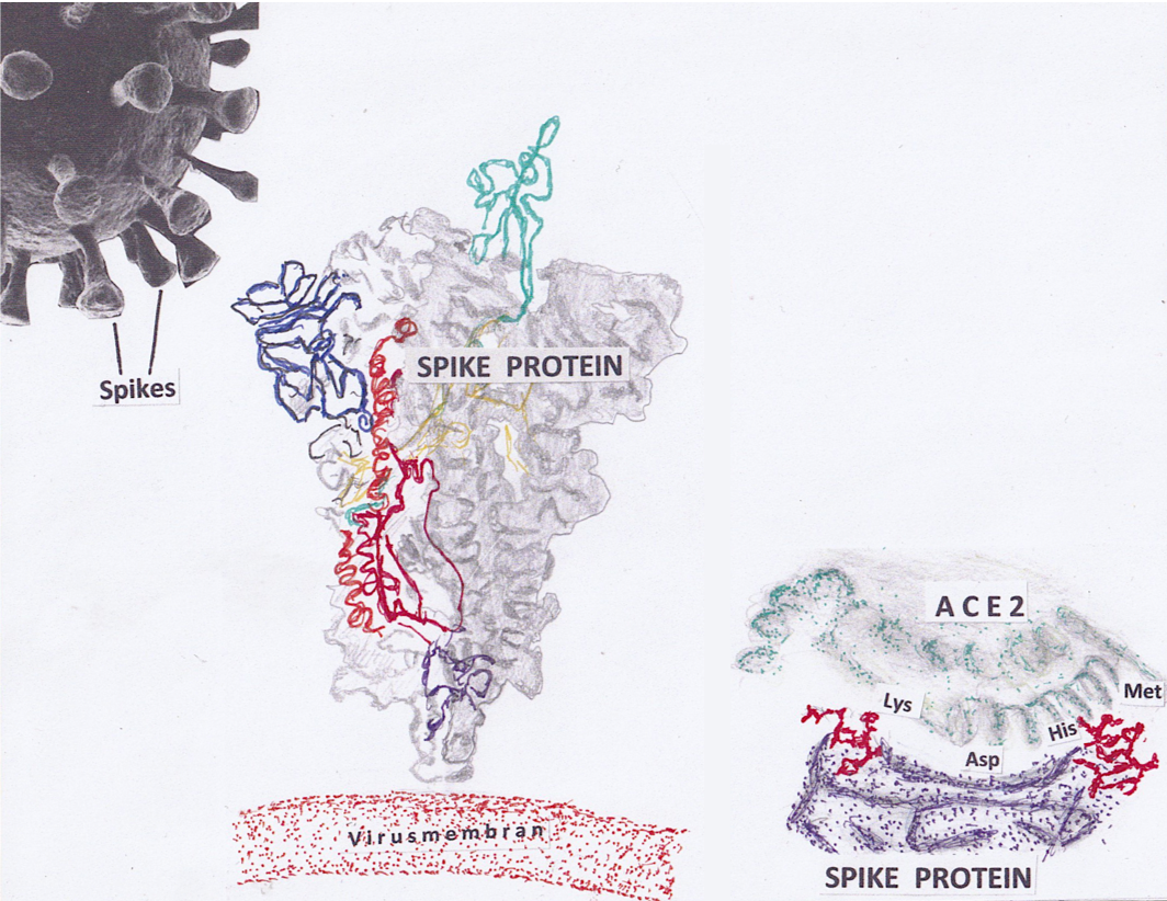 Coronavirus spikes, the spike protein bound to the human receptor.