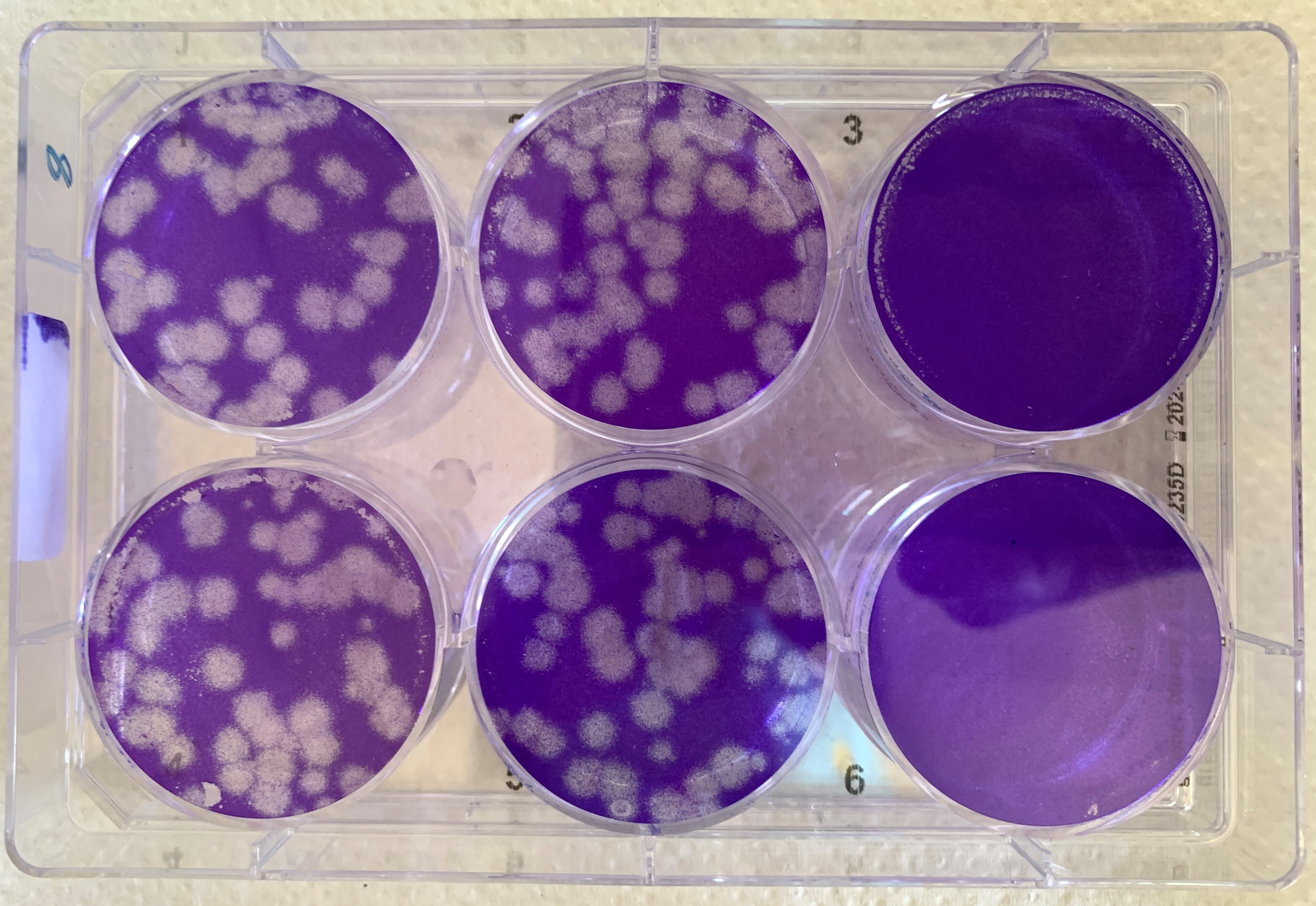 SARS-CoV-2 was added to all culture dishes with a dense lawn of blue stained cells. The dishes in the left-hand and central row show characteristic white holes in the cell lawn. That is where the virus has destroyed the cells. The dishes in the right-hand row, to which ATR-002 was also added, do not show white areas. This is a sign that the cells have not been destroyed.