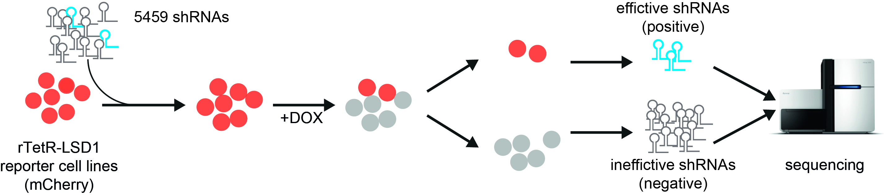 Schematic representation of the steps of the CHECS method. Cells are shown as circles in red or grey, effective shRNA as turquoise hairpin, and in grey when it is ineffective.