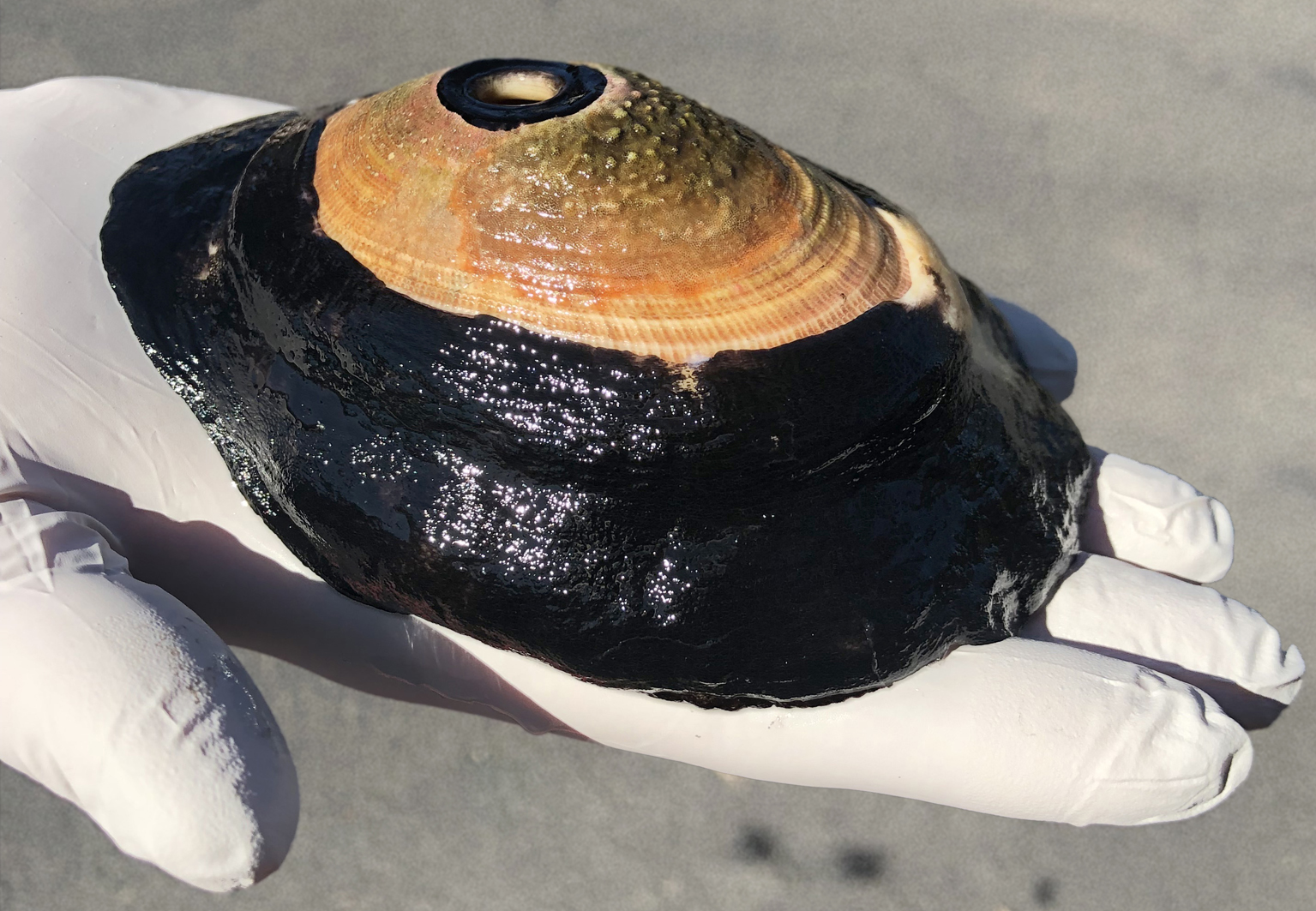 Das Foto zeigt die handtellergroße Schnecke auf einer ausgestreckten Hand mit typischer Atemöffnung im Zentrum der Rückenschale.