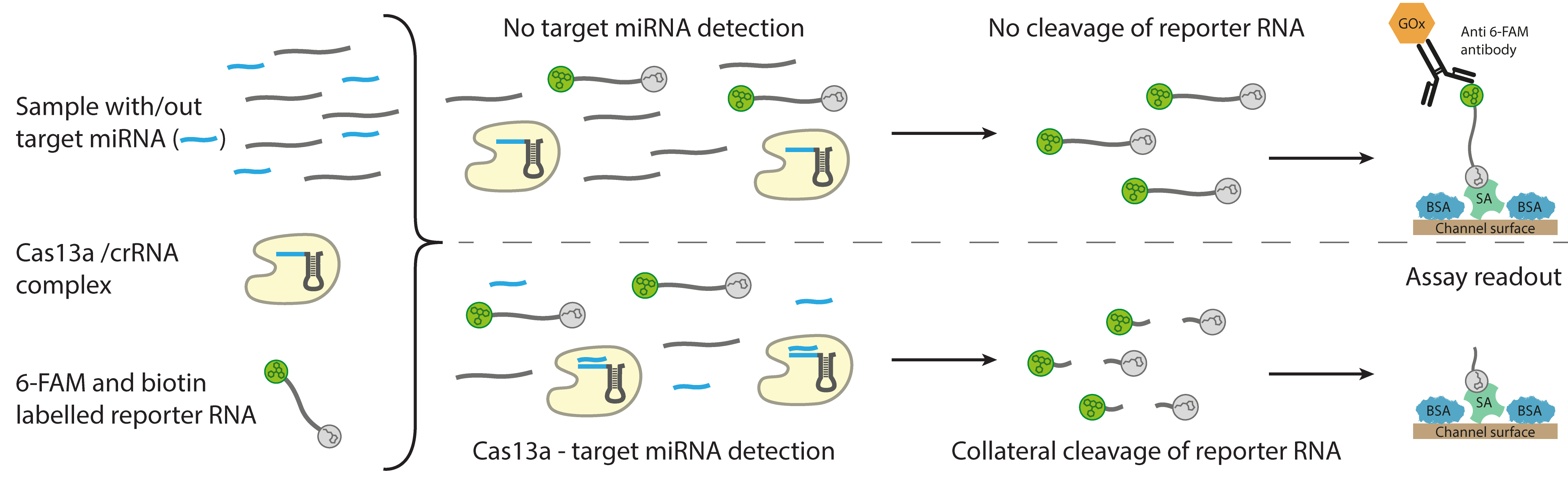 Schematische Darstellung des Testverfahrens: RNA, Enzym. Markierungen und Antikörper als Zeichnungen.