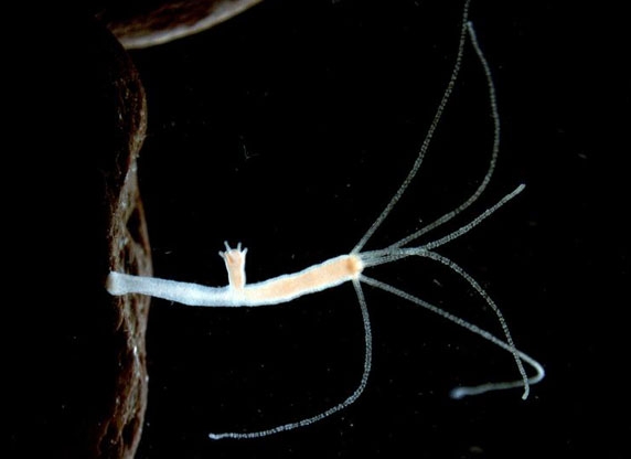 The Hydra genome