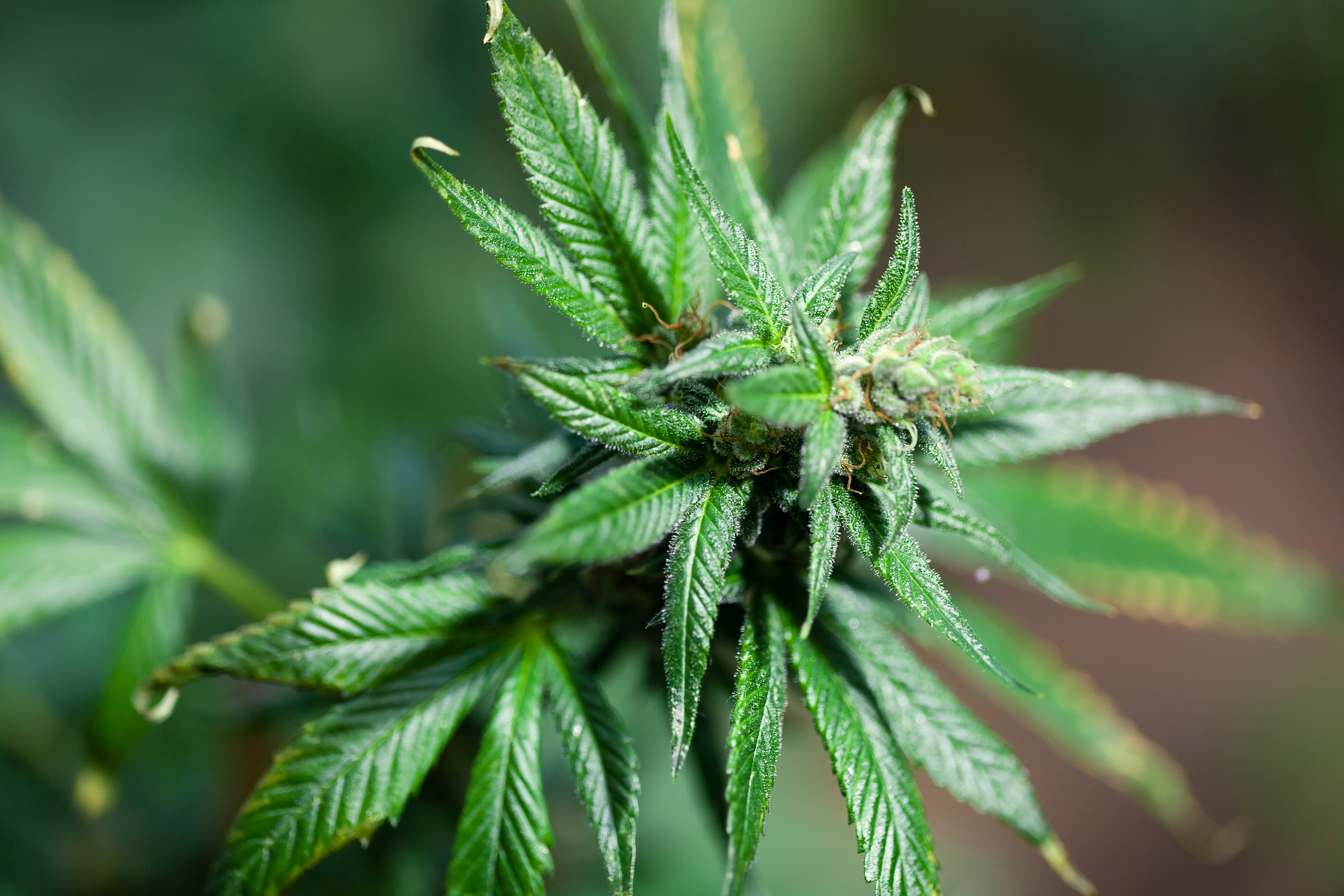 Hemp plant seen from above.