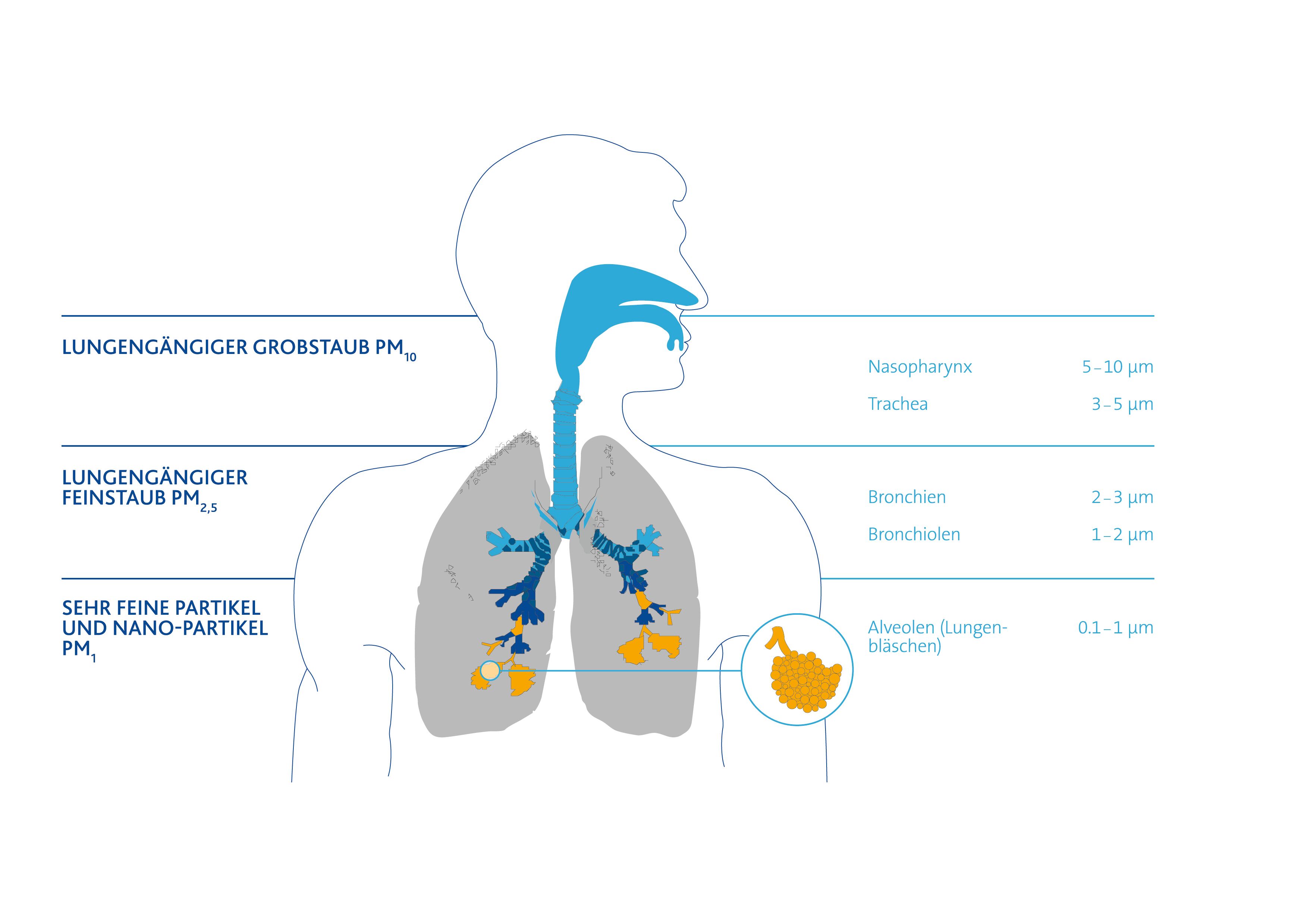 Größenabhängige Ablagerung von Partikel wie Pollen, Staub, Bakterien und Viren im Respirationstrakt (PM = Particulate Matter)