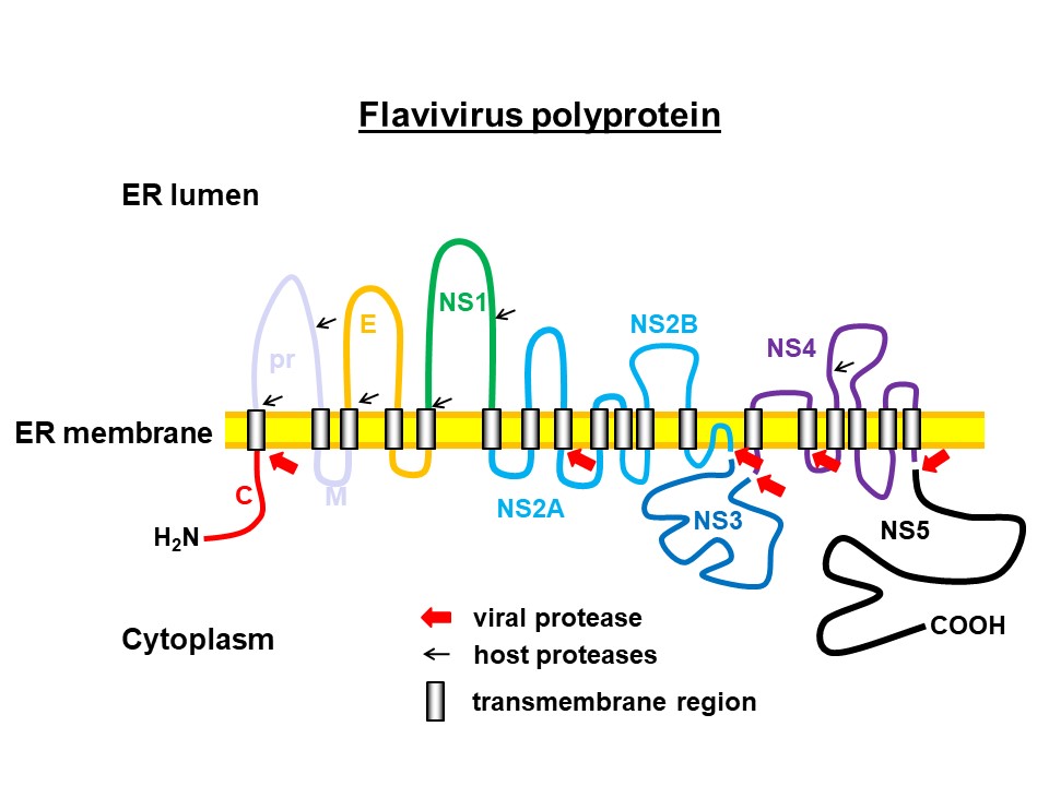 Schematic drawing of a flavivirus polyprotein anchored in the ER membrane. The different viral proteins are indicated by differently coloured sections on the polyprotein that is marked with dashes and the protease interfaces are marked by arrows.
