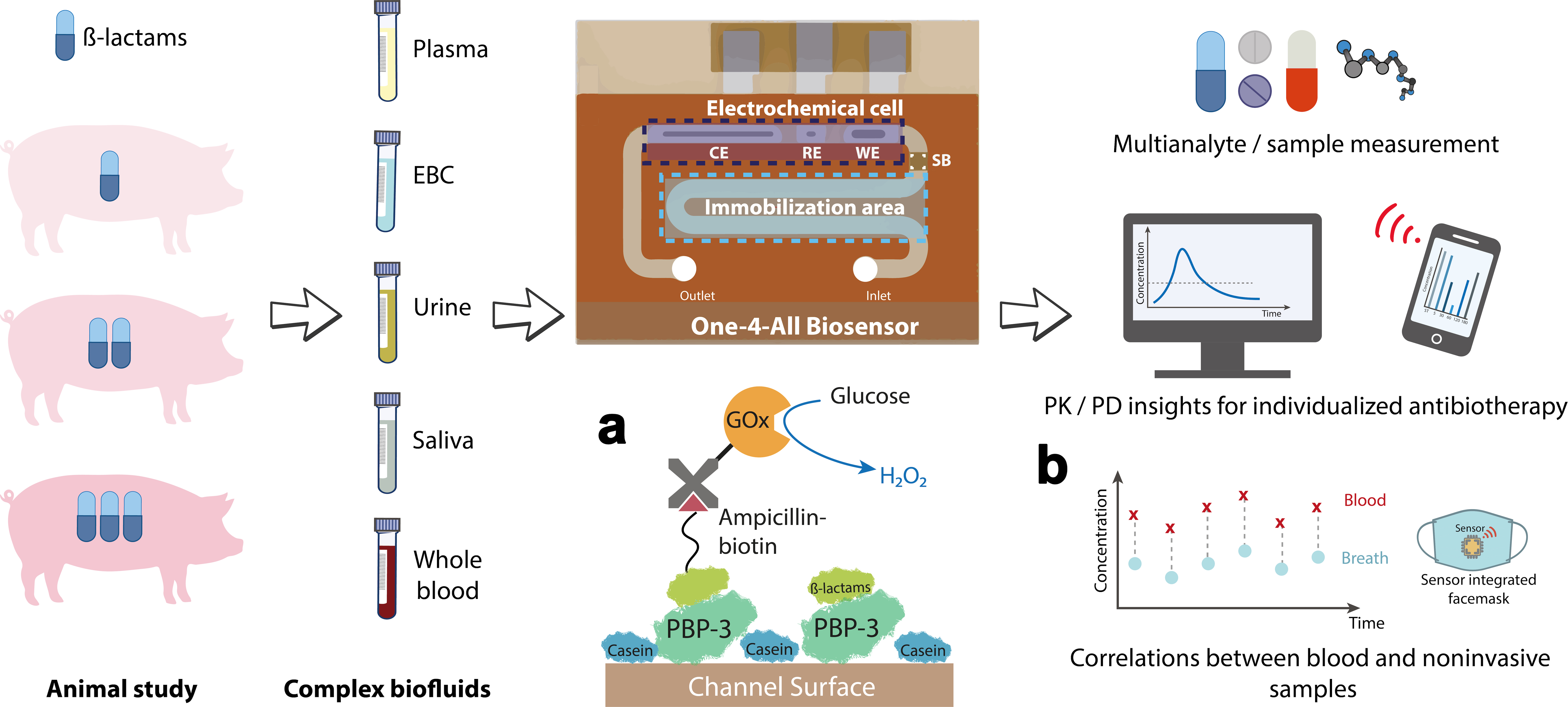 Graphic depiction of the analysis steps. The pigs, sample tubes, sensor and output devices are shown schematically.