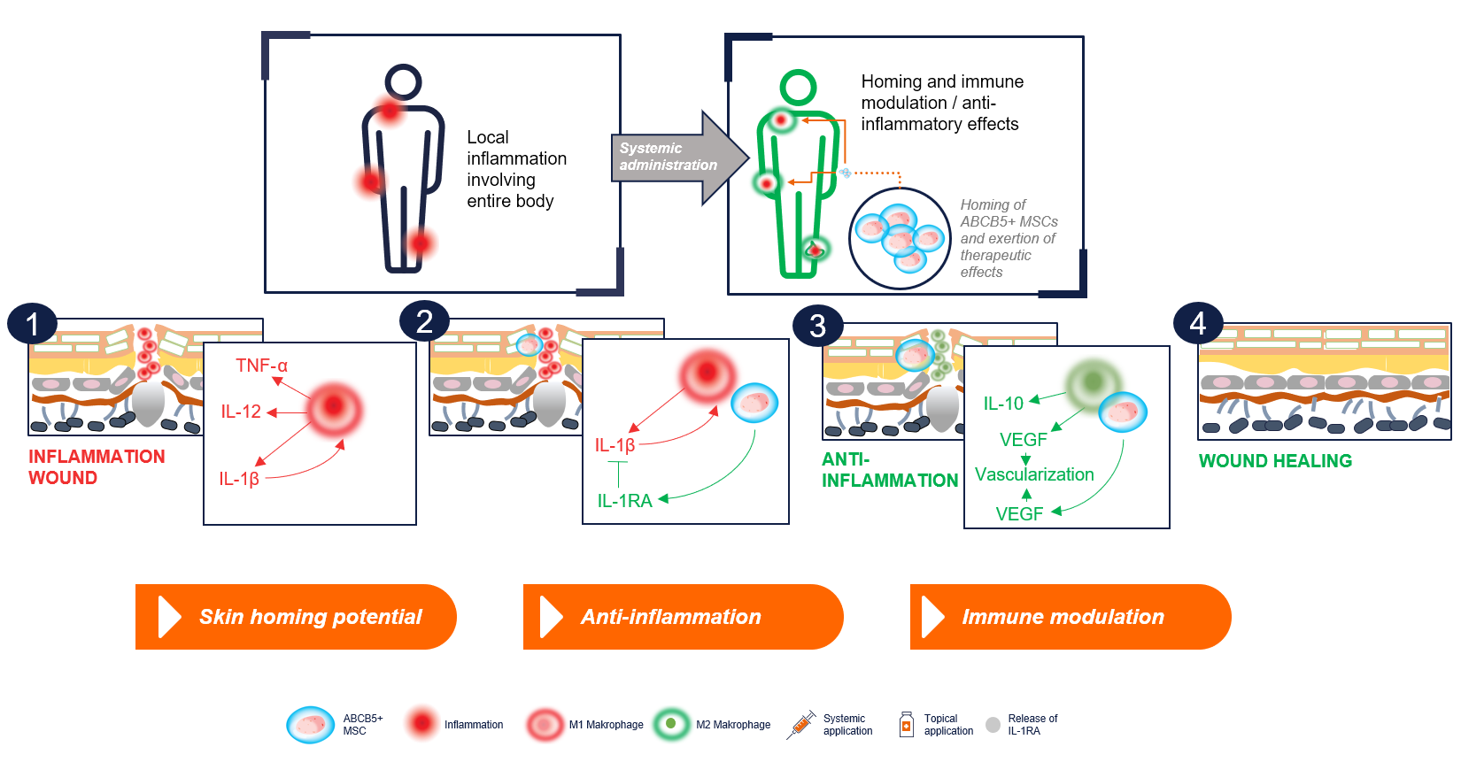 Several sketches of skin cross-sections are used to illustrate the mode of action of ABCB5 cells.