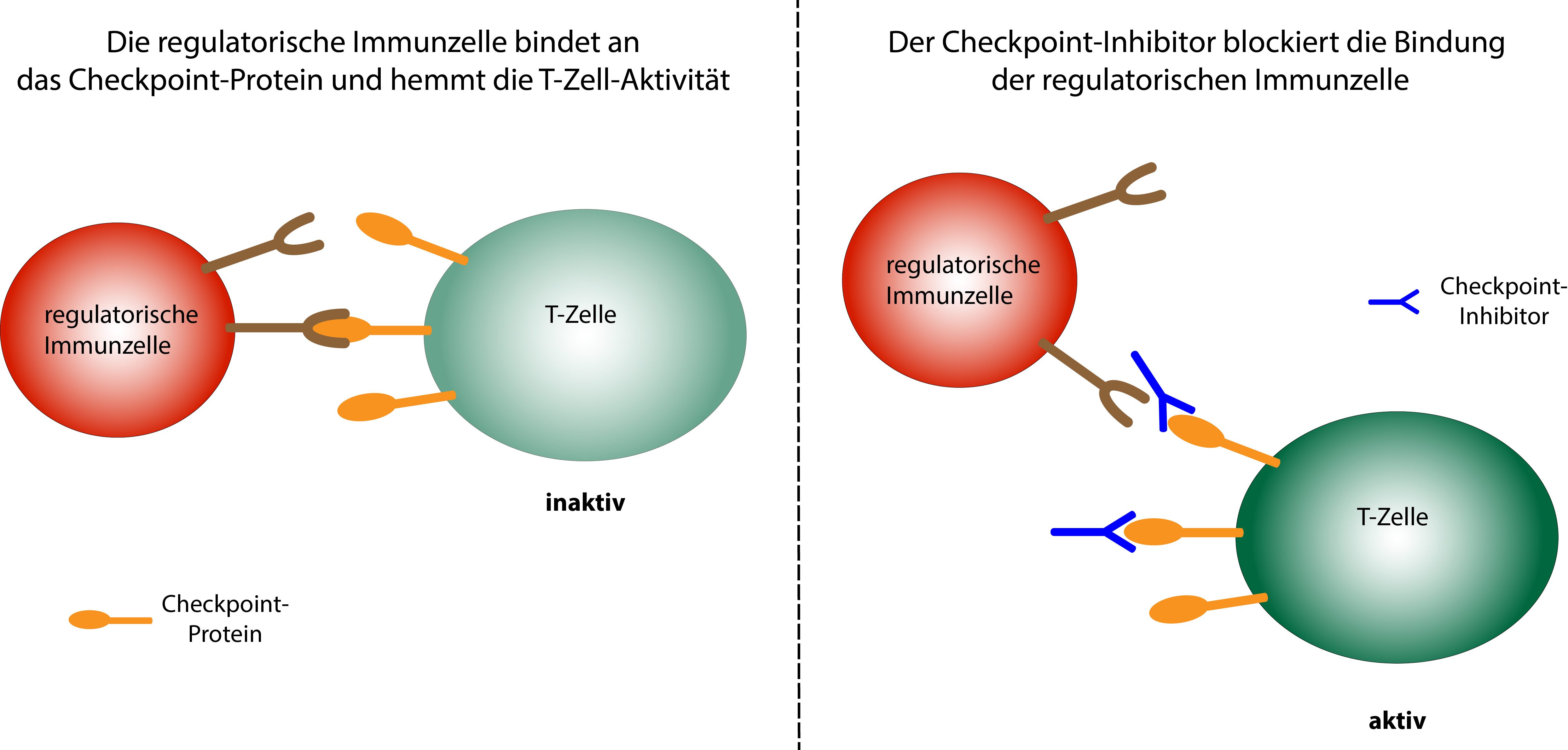 Schematische Darstellung der Wirkungsweise von Checkpoint-Inhibitoren. Regulatorische Immunzellen binden an Checkpoint-Proteine auf aktiven T-Zellen und hemmen so die T-Zell-Aktivität. Checkpoint-Inhibitoren verhindern die Bindung der regulatorischen Immunzellen, so dass die T-Zelle aktiv bleibt.