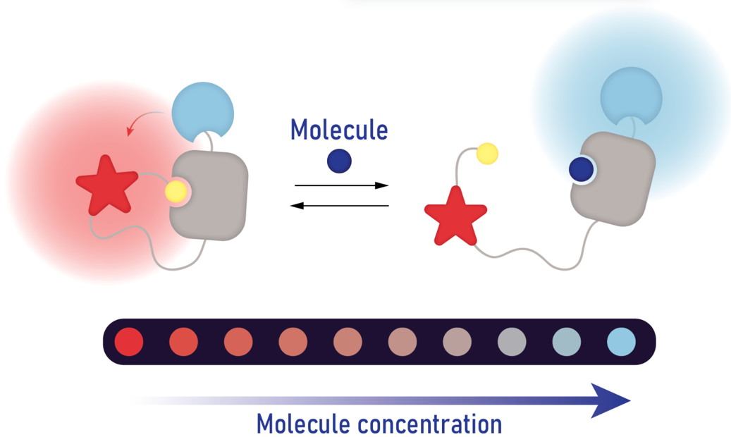 Graphical representation of the sensor molecule as a chain of four parts and the conformational change after binding of the active substance. The molecule emits red light without the active substance and changes its shape after binding, glowing blue.