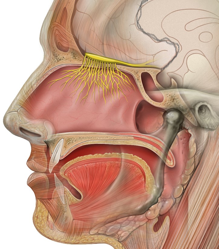 Human head with olfactory nerve (yellow) between brain and Hirn nasal cavity