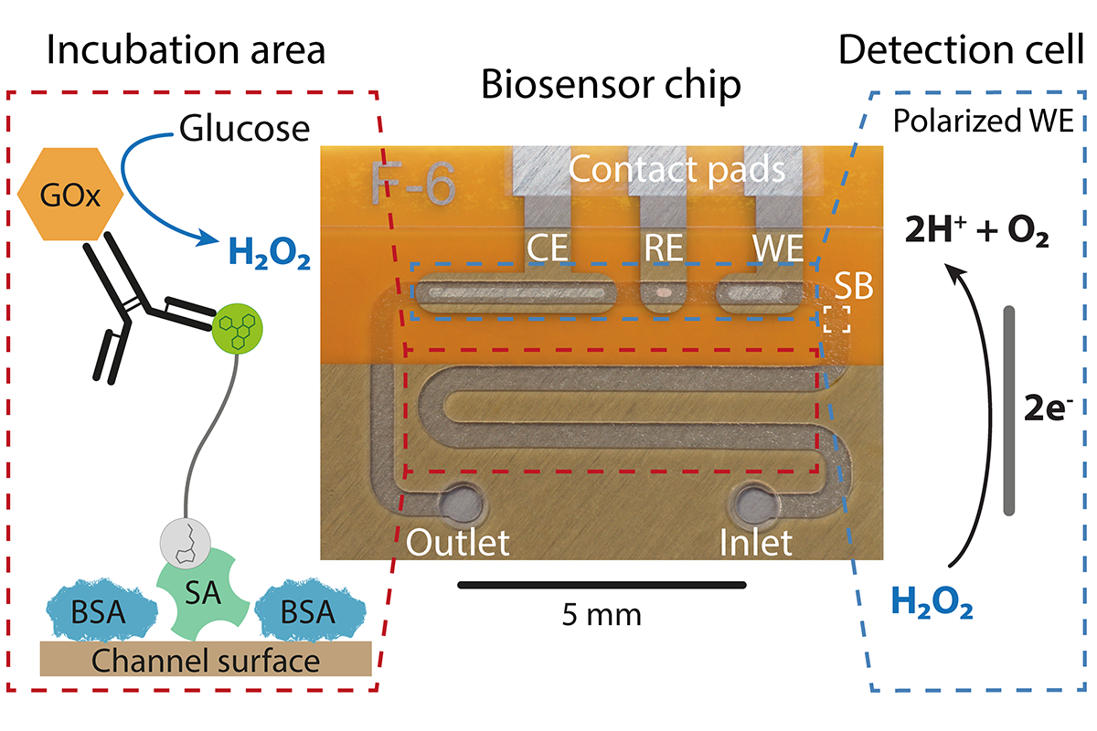 Photo of the biosensors in different shades of brown; the electrochemical functional principles and structural formulas are drawn into the photo. 