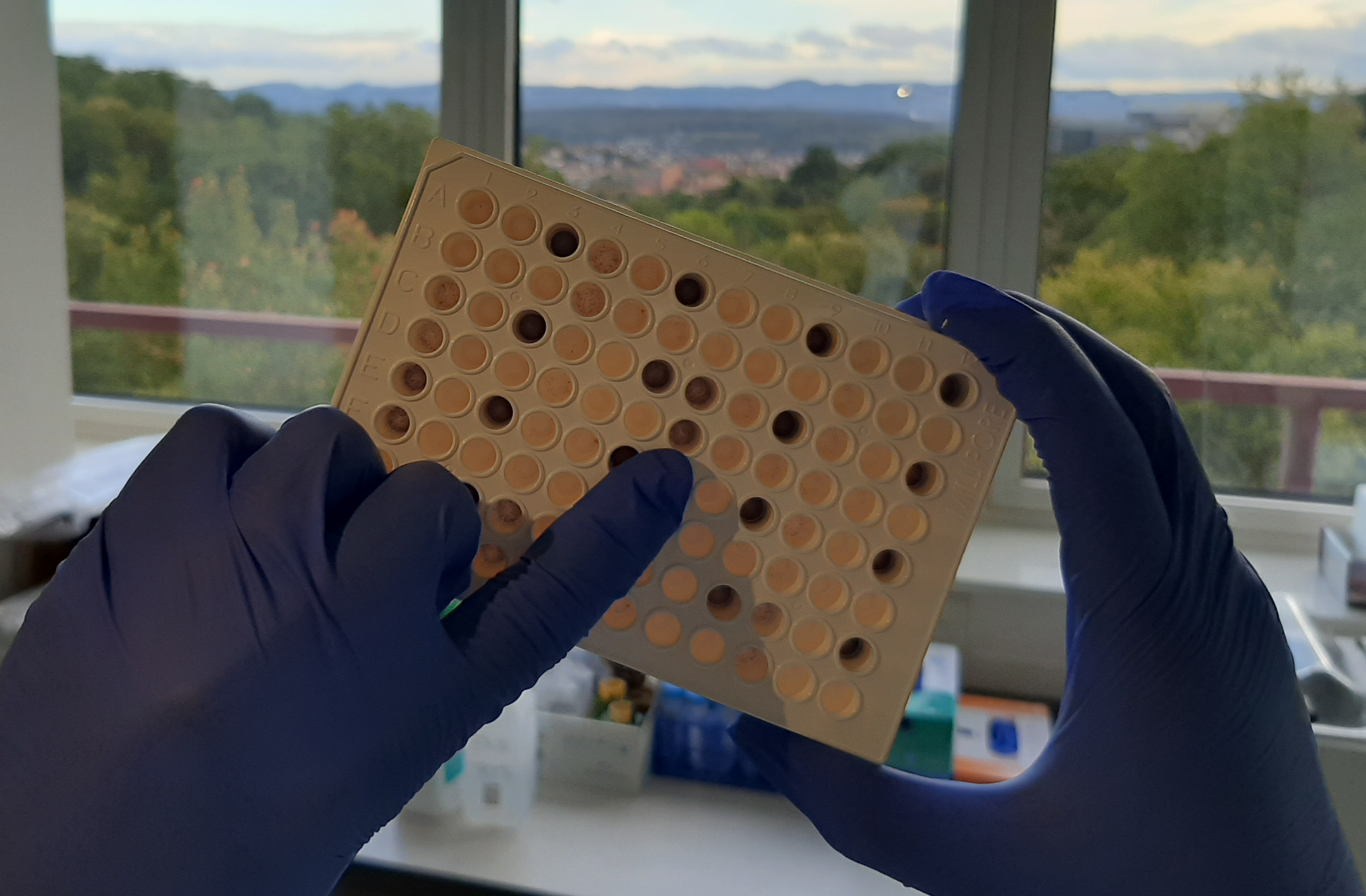 A 96-well analysis plate with depressions of varying darkness is shown, held up by two gloved hands.