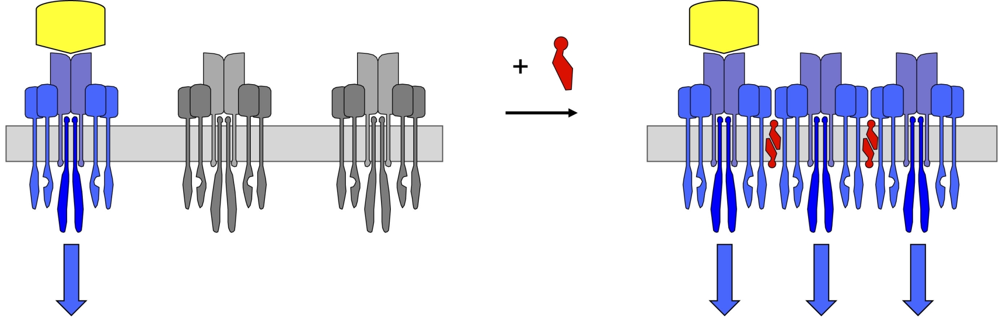Schematic showing three individual membrane receptors that need to be stimulated with the same number of pathogens; the schematic on the right shows that cholesterol 'glues' the receptors together with the result that one pathogen is able to stimulate all