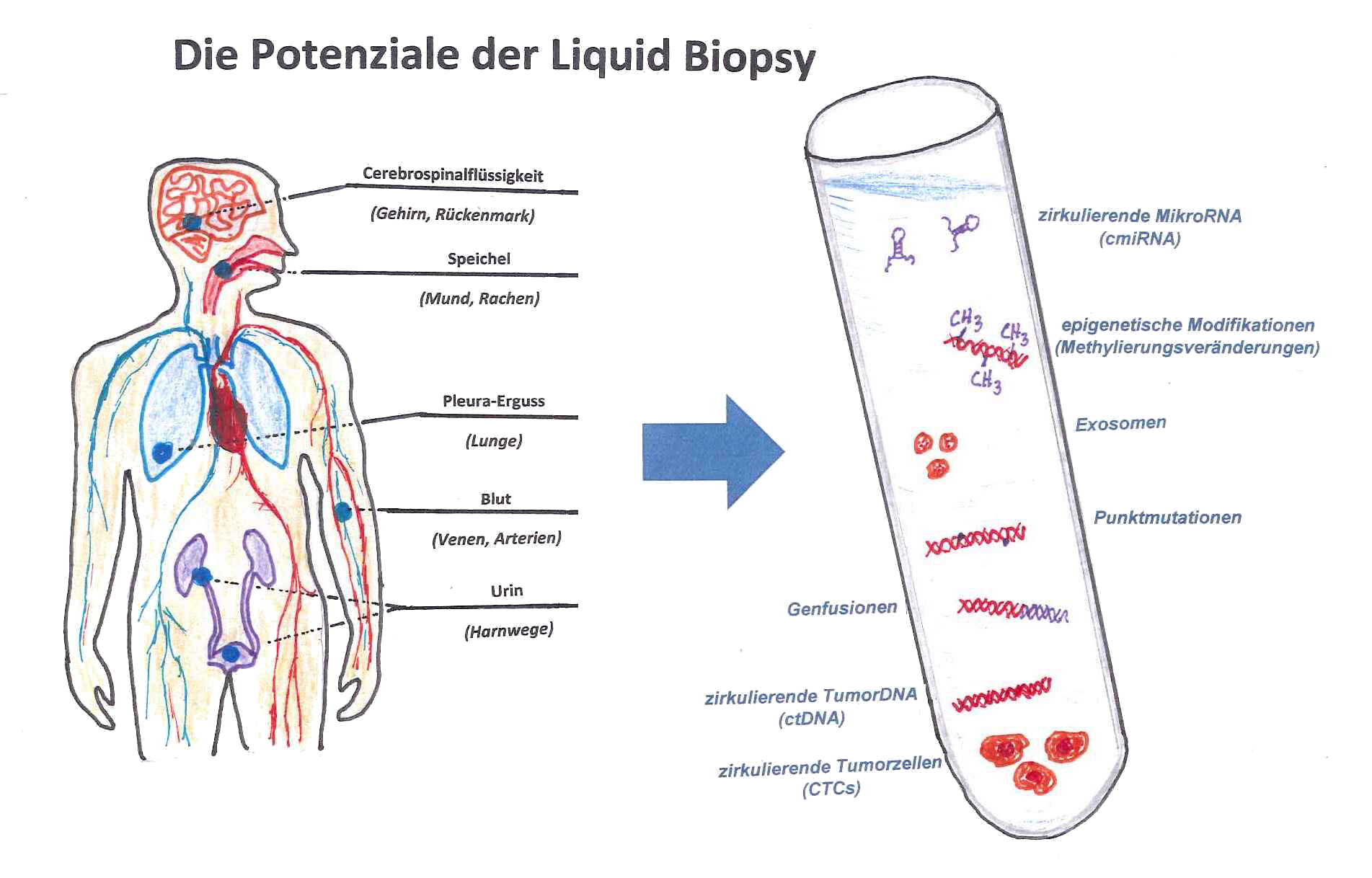 Liquid biopsy, sources and structures for the analysis