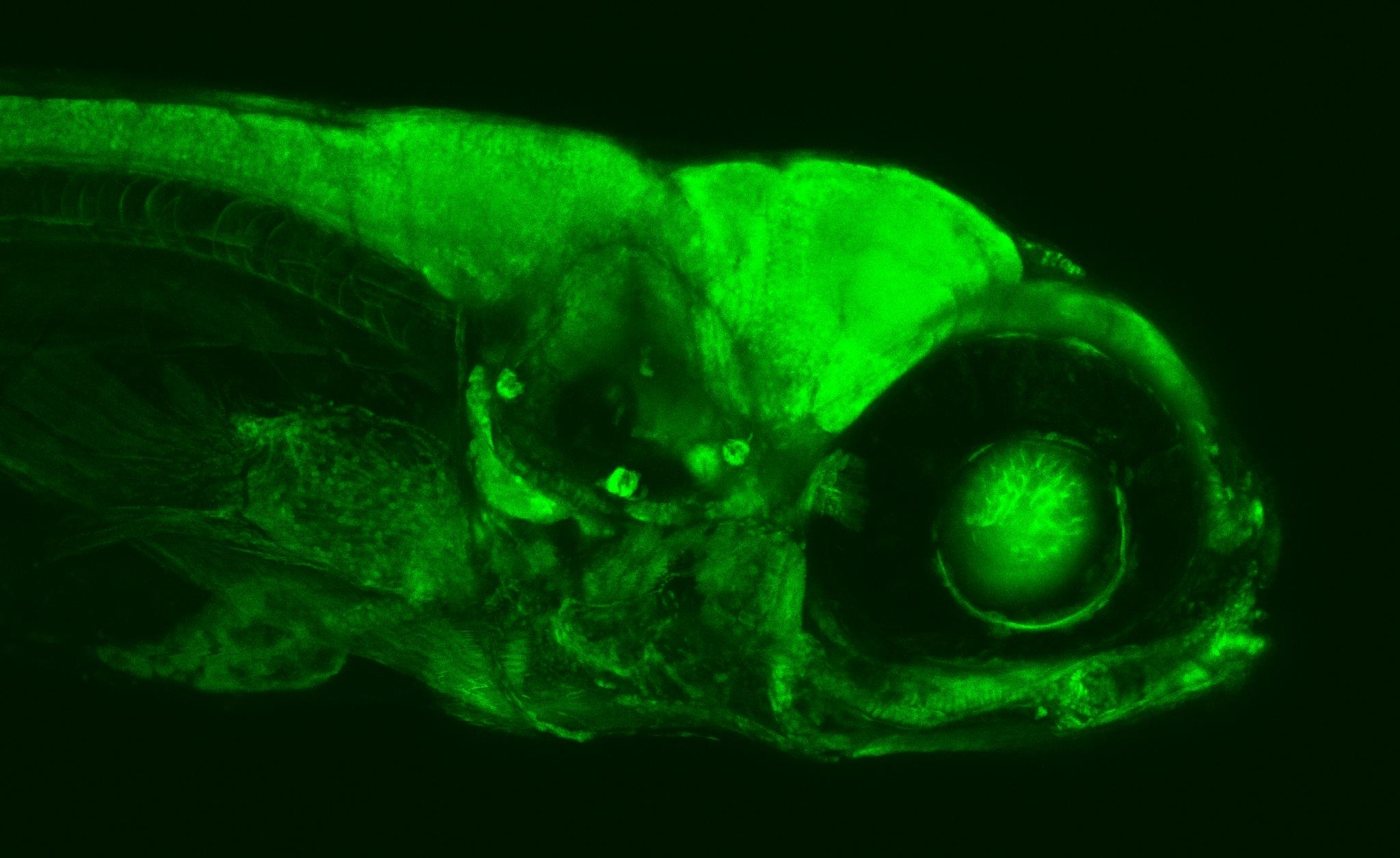 zu sehen ist ein grün leuchtender Fisch in einem Mikroskop, von der Seite.