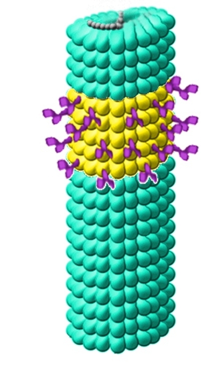 Schematische Darstellung eines Viruskonstruktes, bei dem funktionelle Gruppen (lila markiert) an die Hüllproteine (grün) gekoppelt wurden. Der betroffene Bereich der Hüllproteine ist gelb markiert.