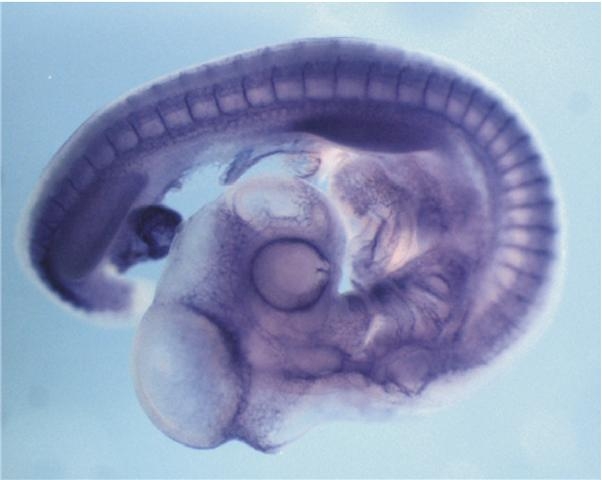 Die Aufnahme zeigt ein drei Tage altes Hühnchenembryo