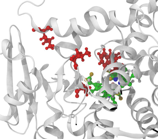 Photo shows part of an enzyme's spatial structure, in which the molecular structures of the exchanged amino acids are shown in red.