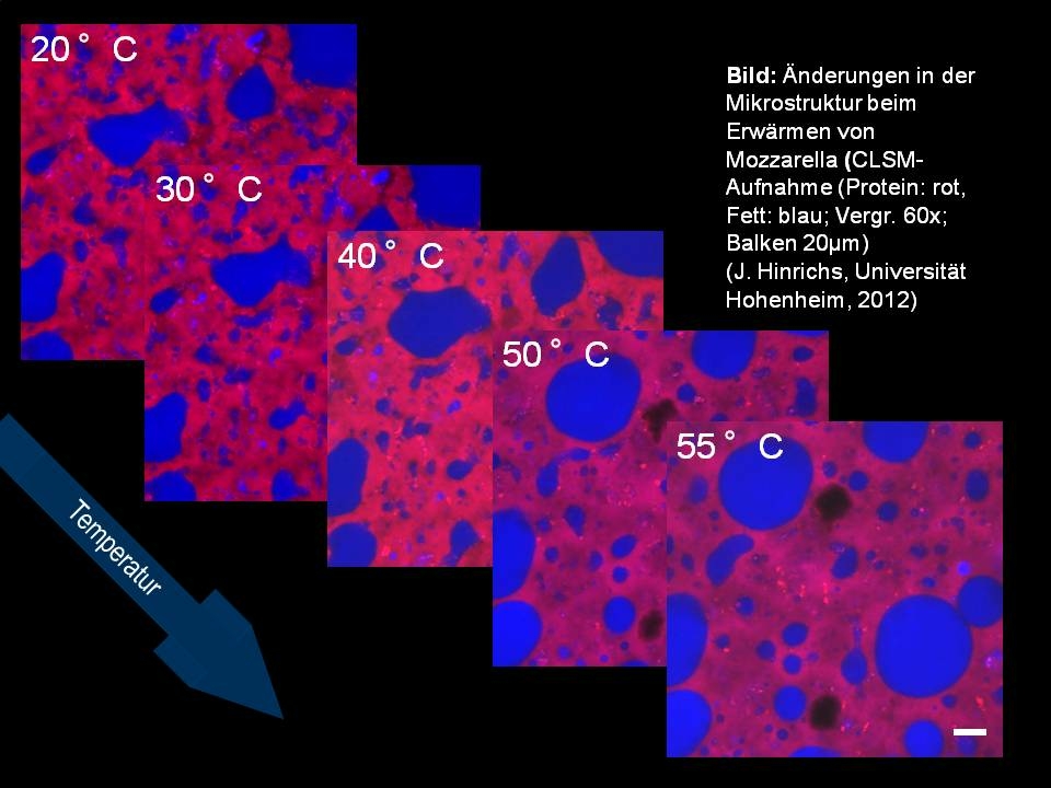 Zu sehen sind konfokale Laser-Rastermikroskop-Aufnahmen der Mikrostruktur von Mozarella bei verschiedenen Temperaturen (20, 30, 40, 50 und 55 Grad Celsius) in sechzigfacher Vergrößerung. Proteinstrukturen sind rot dargestellt, Fett blau. Mit zunehmender T