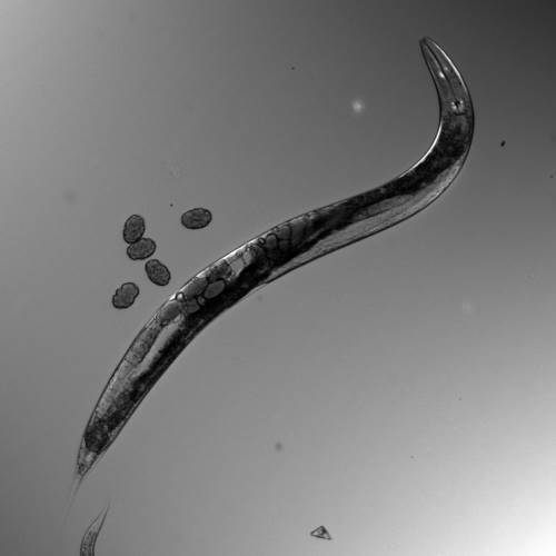 Zu sehen ist ein Bild des Fadenwurm C. elegans unter dem Mikroskop.