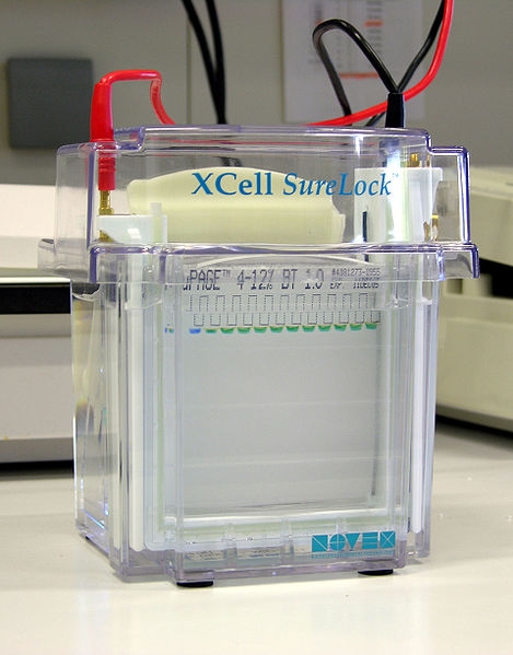 The photo shows a gel electrophoresis unit.