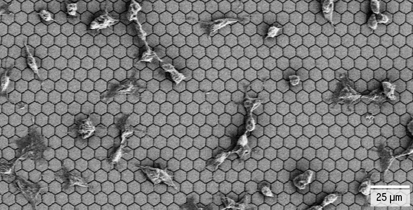 Rasterelektronenmikroskopische Schwarz-Weiß-Aufnahme der Chipoberfläche mit etwa einem Dutzend Zellen, die zumeist größer sind als die sechseckigen Messpunkte und diese mal mehr, mal weniger bedecken.