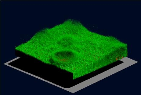 Zu sehen ist ein Ausschnitt aus einem Biofilm, das aussieht wie ein ausgeschnittener Würfel aus einem Rasen. Einige rote Punkte sind in dem ansonsten grünen Gebilde sichtbar.