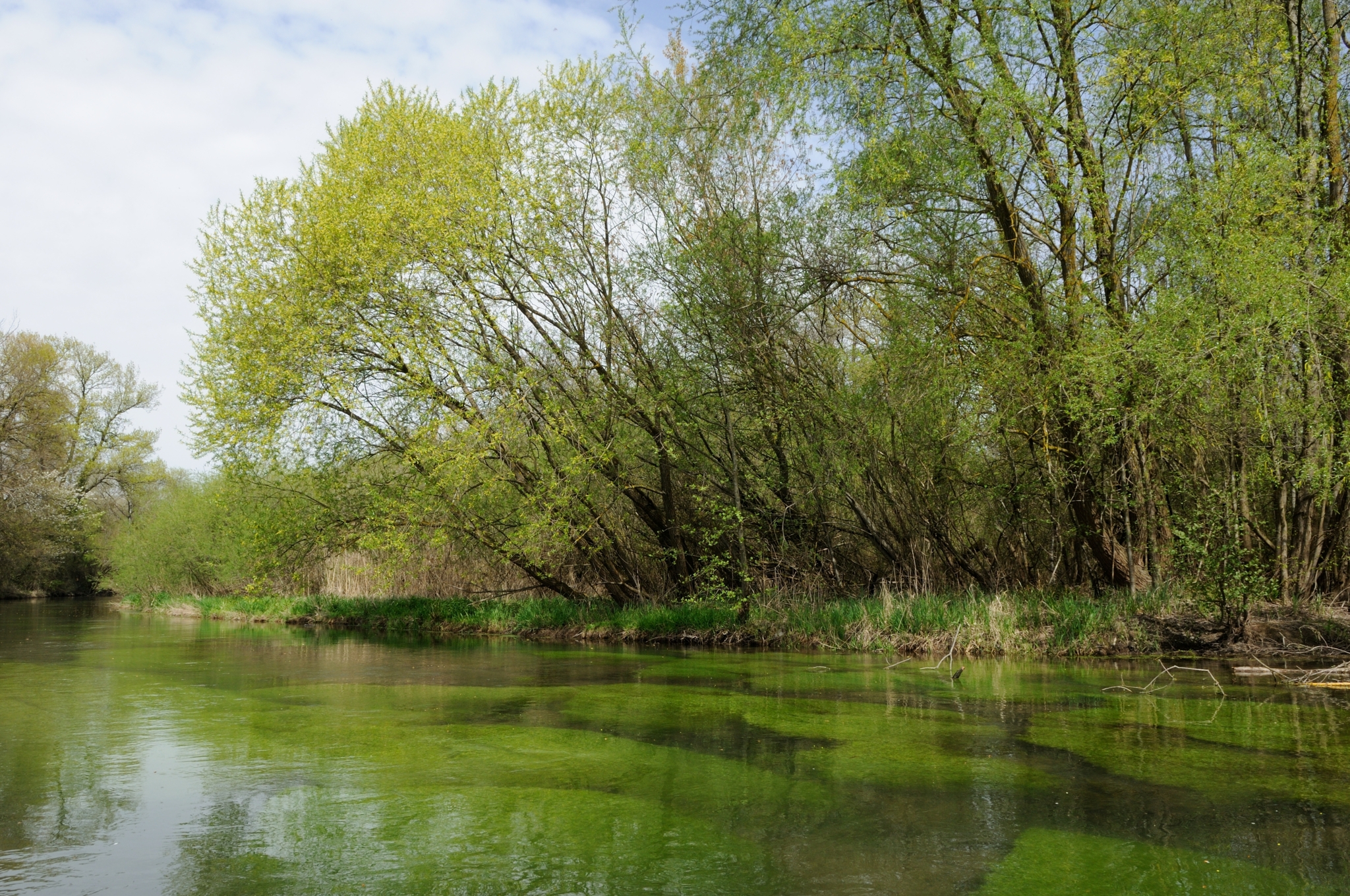 The  photo shows a green river landscape.