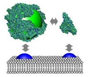 Diagram showing how proteins (cyan) can enclose a nanoparticle (green) that can bind on the cell membrane to receptors (blue), for example, in the same way free proteins.