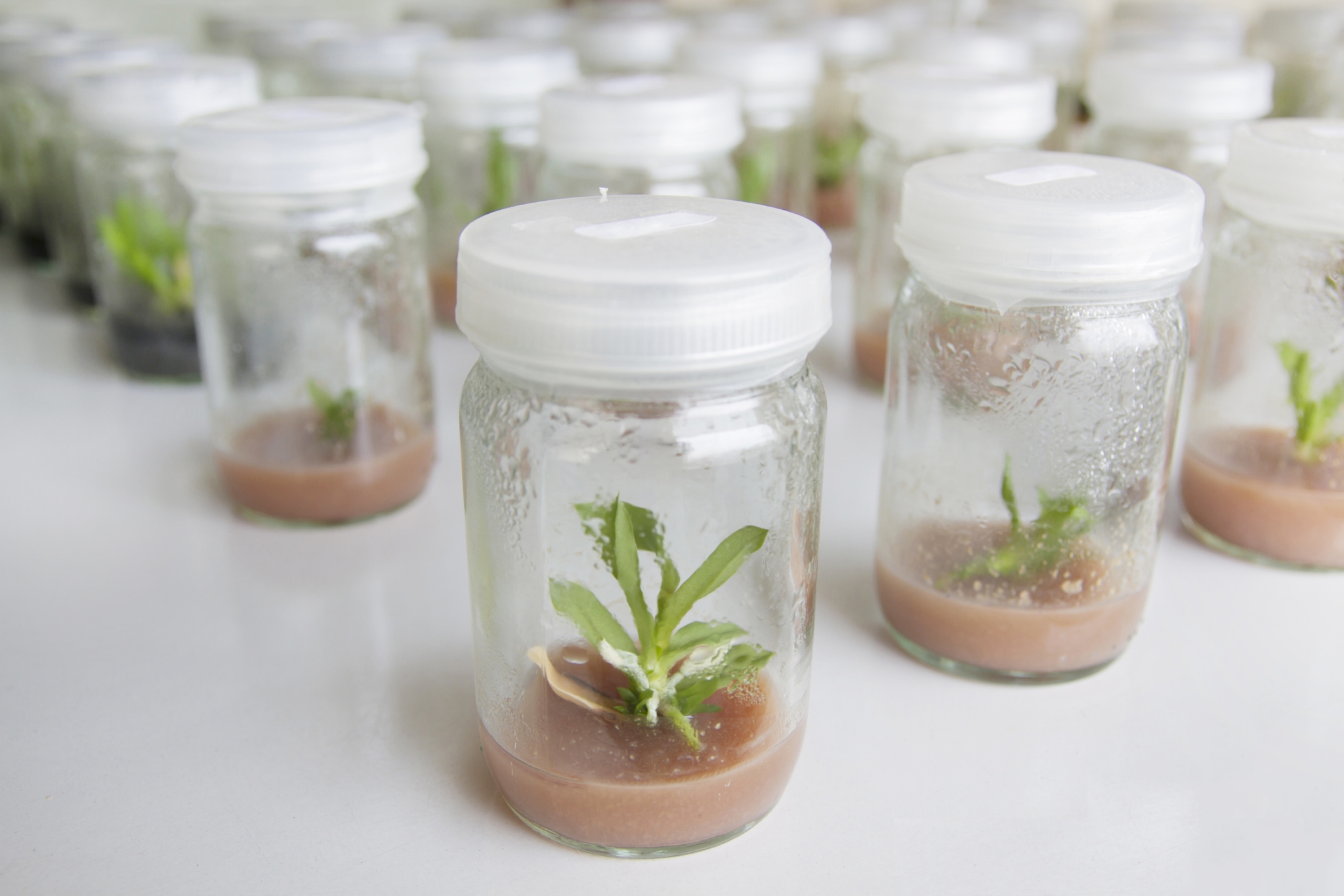 Mehrere kleine Gläser, in denen durch Mikropropagation Pflanzen herangezüchtet werden. Das Bild soll die gentechnische Veränderung von Pflanzen symbolisieren.