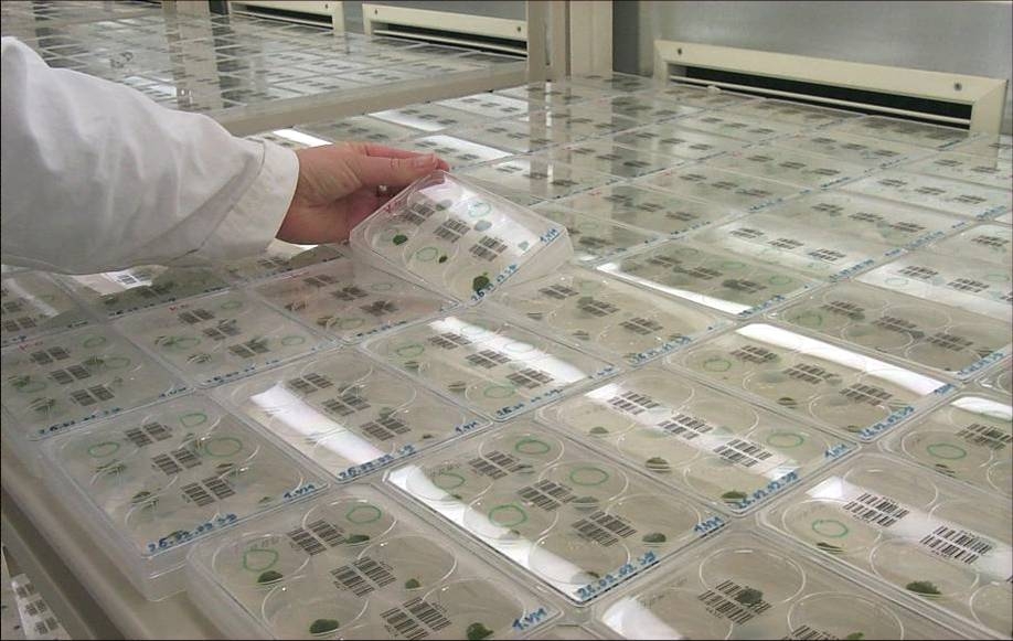 The photo shows dozens of transparent plastic dishes containing green plant samples, an arm with a white laboratory coat, a hand is reaching for one of the dishes.
