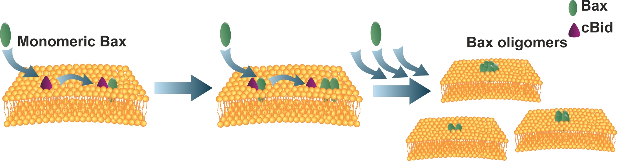 Schematic drawing of what happens at the outer mitochondrial membrane (yellow): small purple cones represent cBid proteins that activate Bax monomers (green ovals). The monomers are then integrated into the membrane where they form dimers. Dimers can aggr