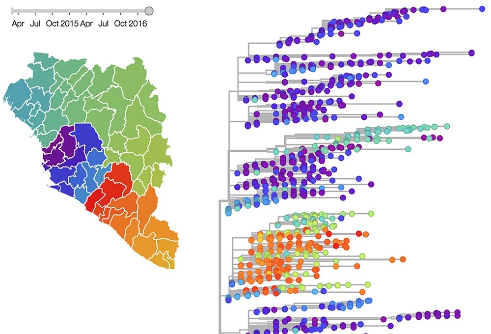 Die rechte Hälfte der Grafik zeigt den Stammbaum von Ebola-Viren, wobei unterschiedliche Regionen der Fundorte mit unterschiedlichen Farben dargestellt sind. Rechts ist die Landkarte Westafrikas dargestellt, wobei die Regionen, aus denen die analysierten