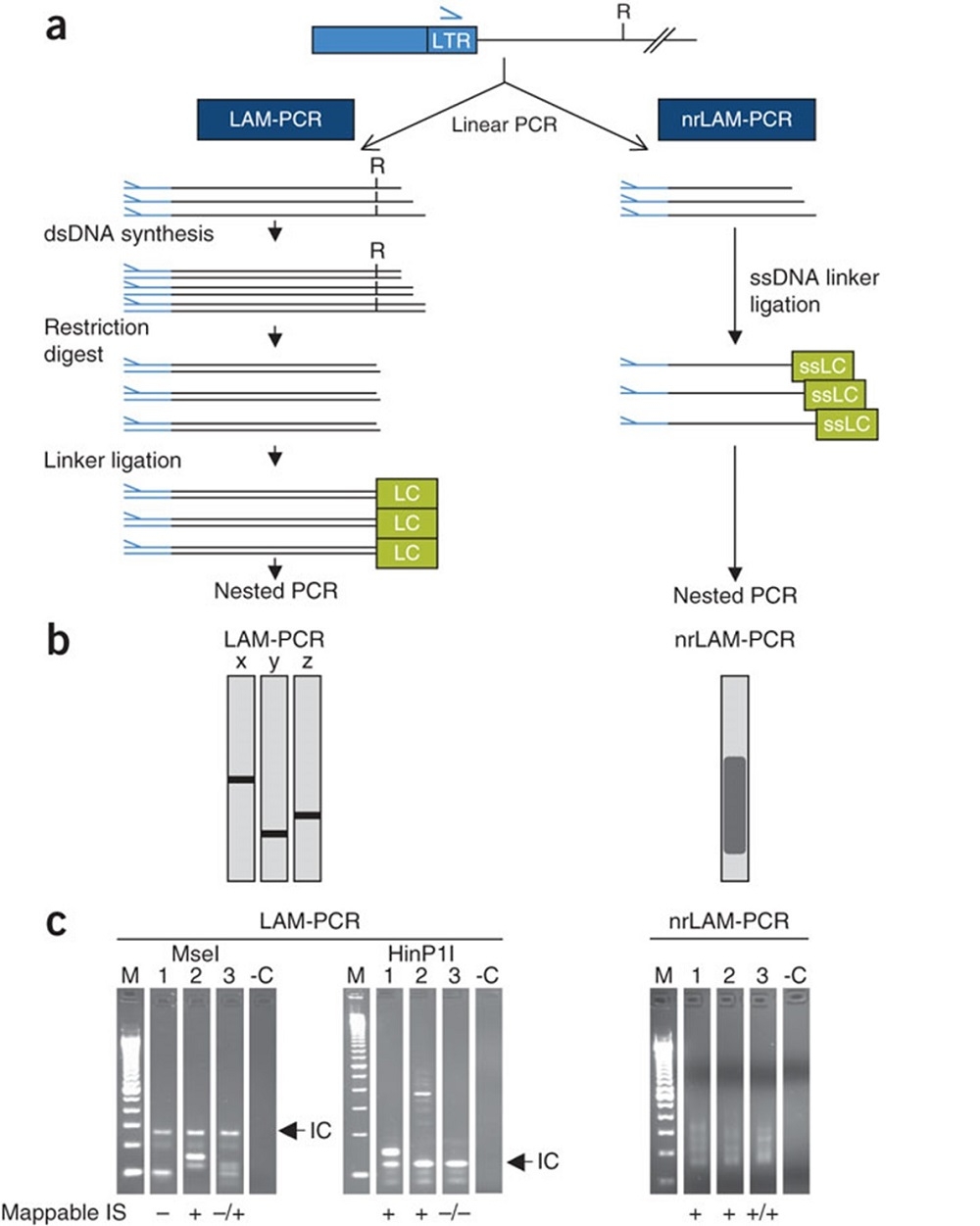 Nicht-restriktive lineare amplifikationsmediierte Polymerase-Kettenreaktion im Vergleich zur linearen amplifikations-mediierten PCR