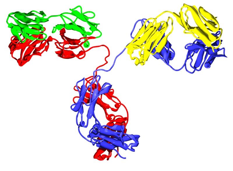 Zu sehen ist eine Illustration eines Y-förmigen Proteins.