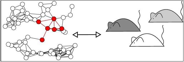 The figure shows a hypothetical subnetwork of SNPs that has an effect on the coat colour of mice.