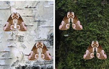 Man sieht links zwei Modelle eines Schmetterlings mit rosa Flecken auf braunen Flügeln auf weißlicher Birkenrinde und rechts zwei gleiche Modelle auf einem von grünem Moos bewuchertem Baumstamm.