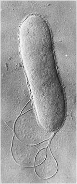 Mikroskopische Aufnahme von Pseudomonas aeruginosa, die die Empa Testmaterials aus Waschmaschinen-Biofilmen isoliert hat.