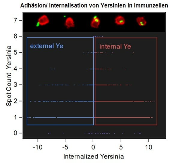 Analyse der Adhäsion und Internalisierung von Yersinien in Immunzellen und repräsentative mikroskopische Aufnahmen von den Zellen mit Yersinien
