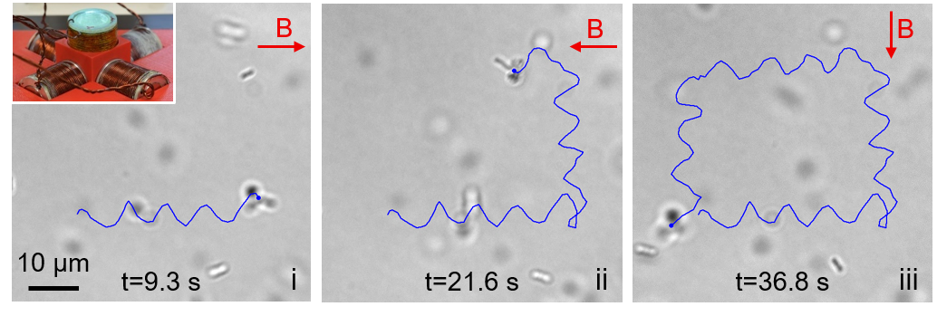 Three b/w microscope images showing how the microswimmer is guided in a circle with a magnet.