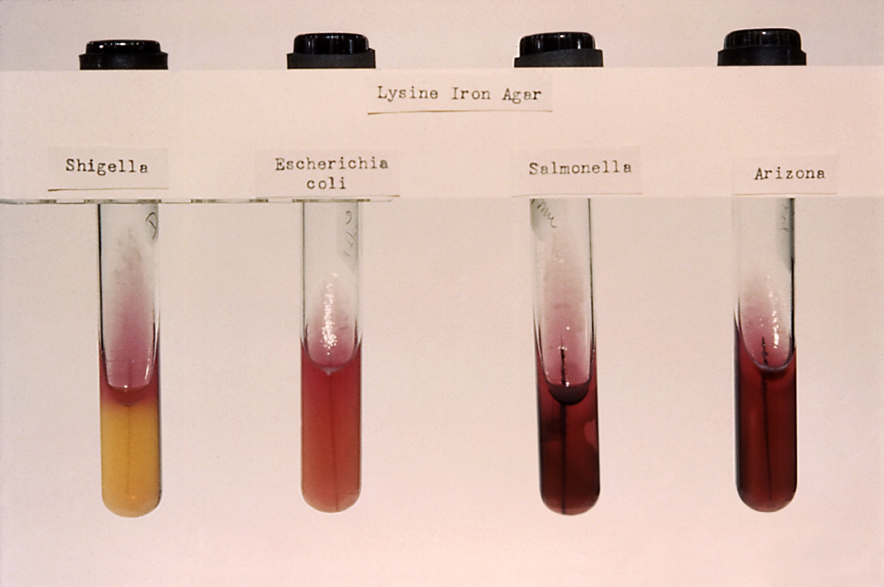 Foto von vier mit Agar gefüllten Reagenzgläsern, die mit verschiedenen Bakterien angeimpft wurden und daraufhin Färbungen von Gelb bis Rostrot zeigen.