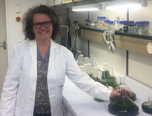 The biologist in the laboratory where algae are grown in glass bottles